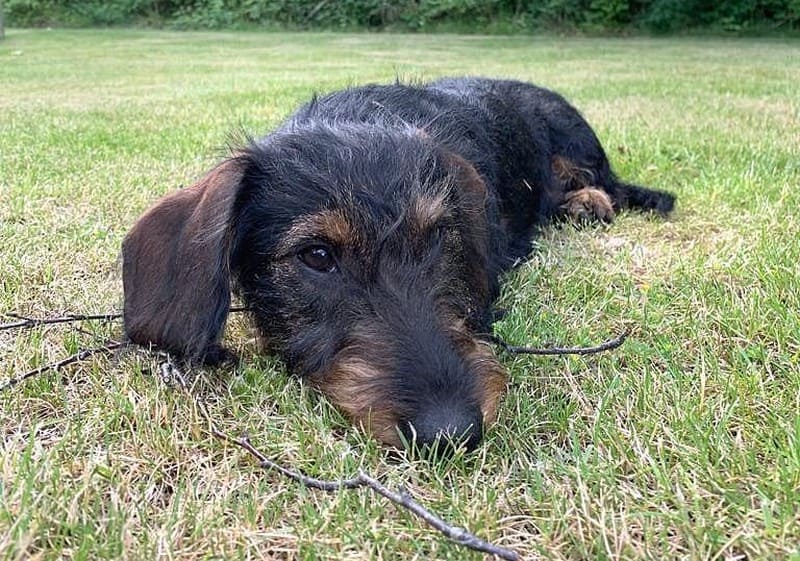 Unser Dackel Nacho auf dem Rasen im Garten von Gut Grubnow